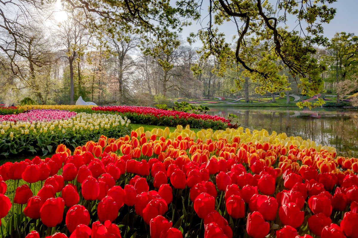 Keukenhof (Lisse, Hà Lan) - Đánh giá - Tripadvisor