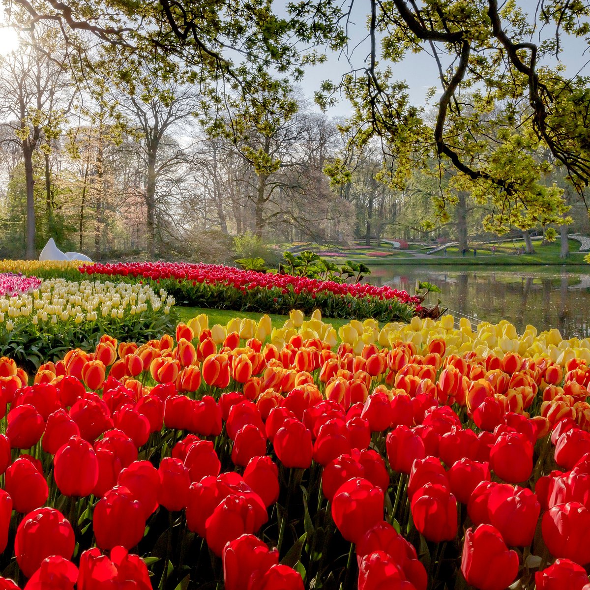 Jardin de Keukenhof près d'Amsterdam : le triomphe fleuri !