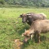 Việt Nam Eco Tours