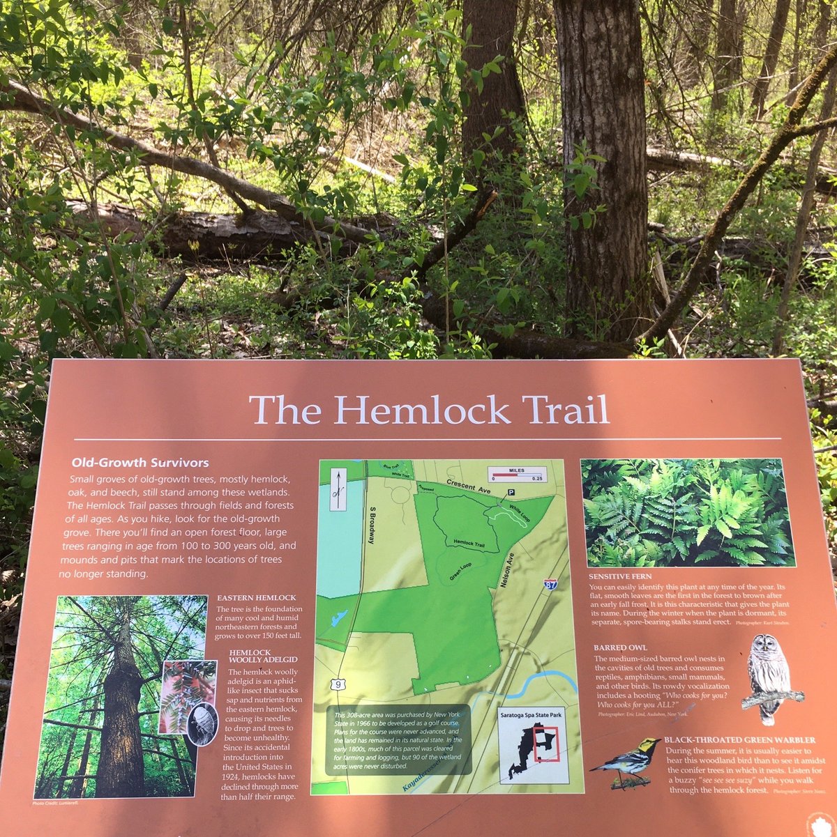 HEMLOCK TRAIL AREA: Tutto quello che c'è da sapere (2025)