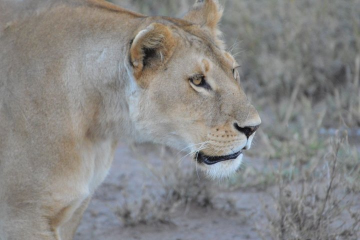 2024 In Serengeti With The Lions Provided By Donak Safaris Ltd   Caption 