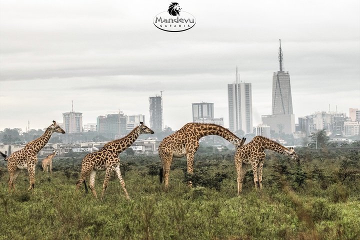 2024 Nairobi Daily Tours To Nairobi National Park Tripadvisor   Caption 