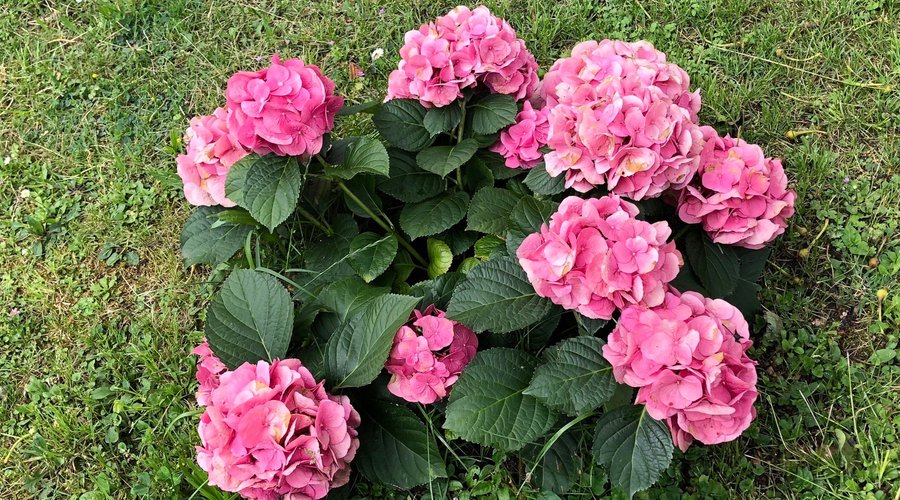 Le ORTENSIE :  il fiore della classe e .... nobiltà anglosassone ! 🌺🌺🌺   HORTENSES :  the flower of class and .... Anglo - Saxon Nobility ! 🌺🌺🌺