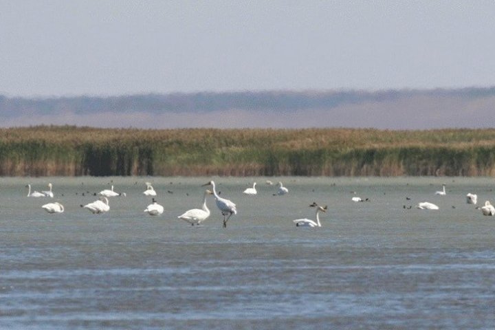 2024 (Astana) Kazakhstan's Naurzum State Nature Reserve birdwatching tour