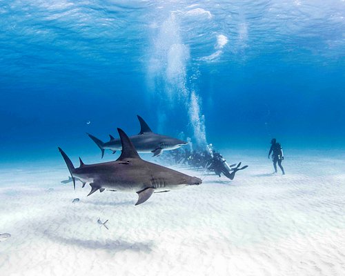 bimini bahamas boat trip