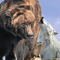 See live grizzlies, wolves, otters and birds of prey!