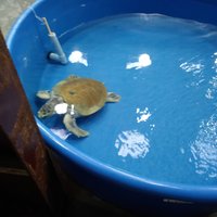 The Karen Beasley Sea Turtle Rescue and Rehabilitation Center - All You ...