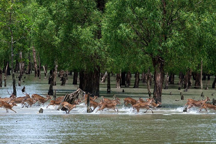 Exclusive Trip To Sundarbans - The Forest of Royal Bengals