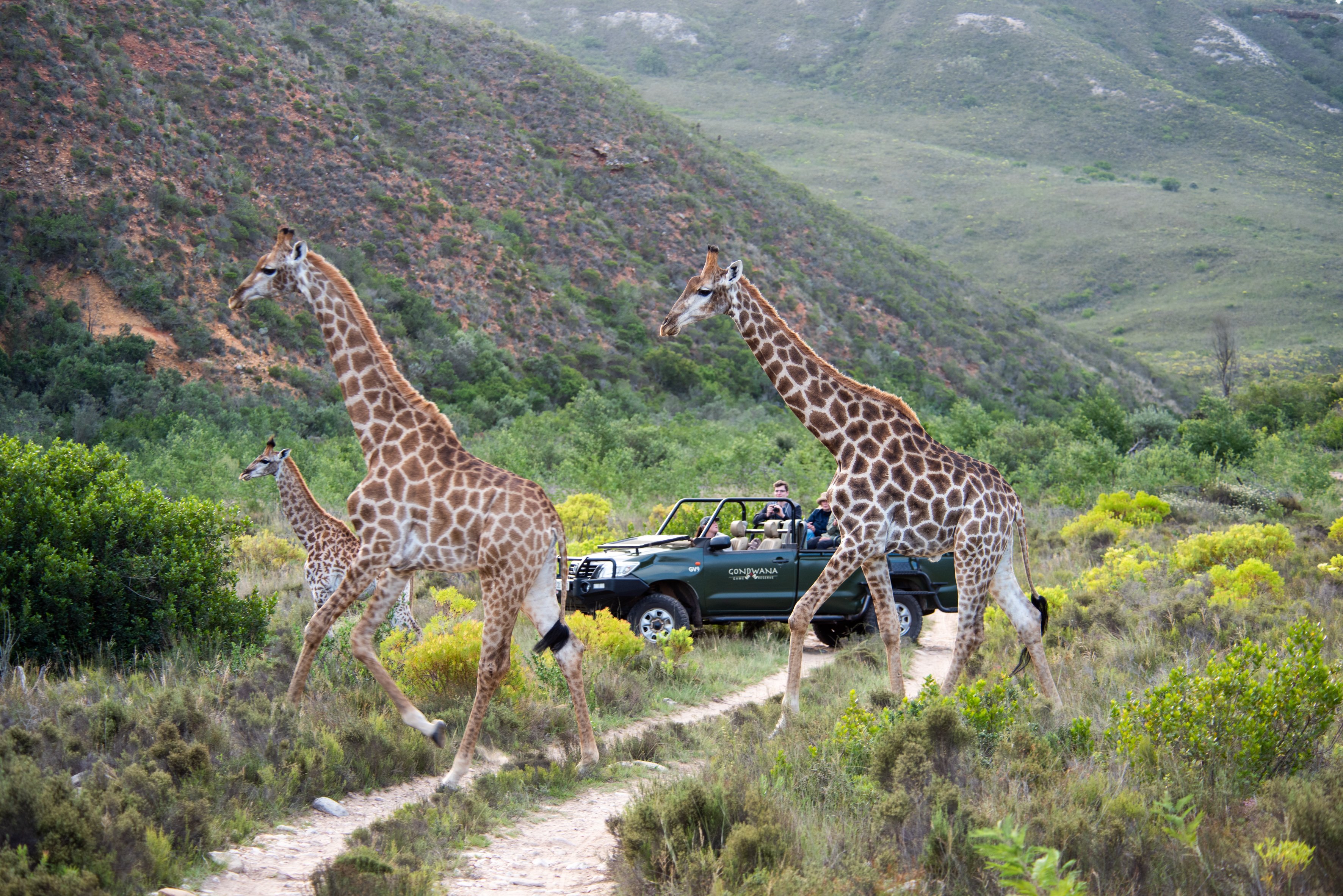 gondwana safari