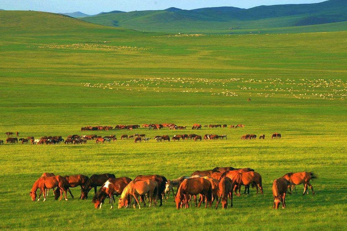 Монголия май. Hulunbuir grassland.