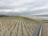 are dogs allowed on bay head beach in off season