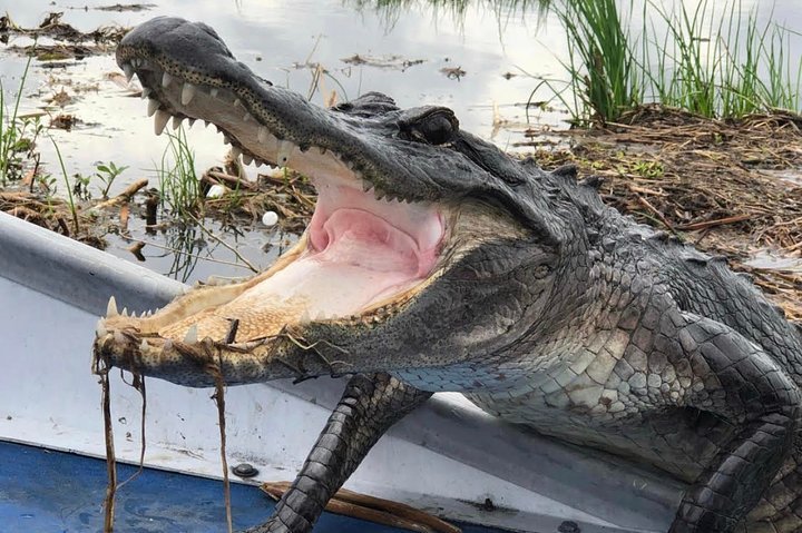 2023 Private New Orleans Airboat Adventure for 1-8 Passengers