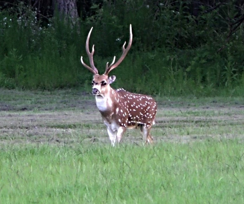 Cypress Ridge Hunting Preserve (Groveland, FL): Address, Phone Number ...