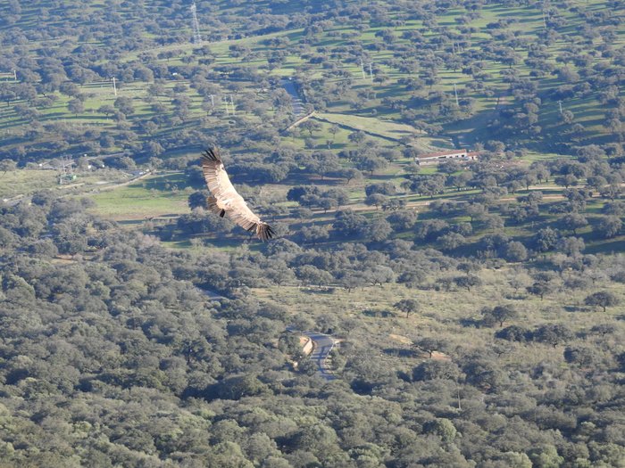 Imagen 3 de Castillo de Monfragüe