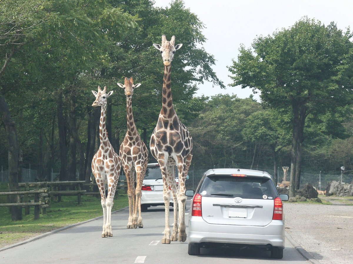 Fuji Safari Park, Susono: лучшие советы перед посещением - Tripadvisor