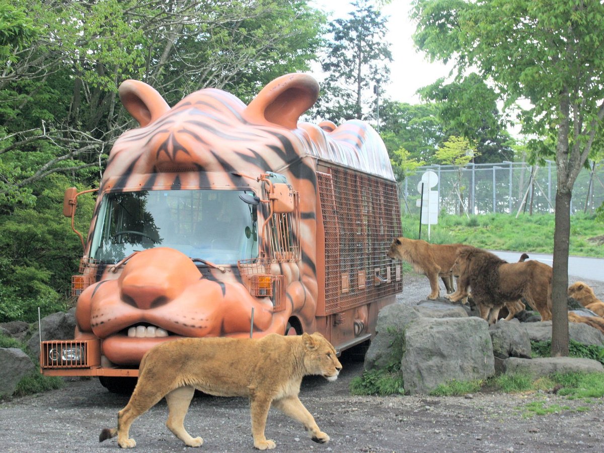 Fuji Safari Park All You Need To Know Before You Go 2025 0894