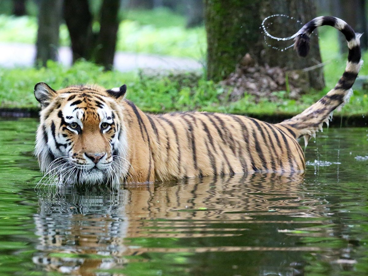 22年 富士サファリパーク 行く前に 見どころをチェック トリップアドバイザー