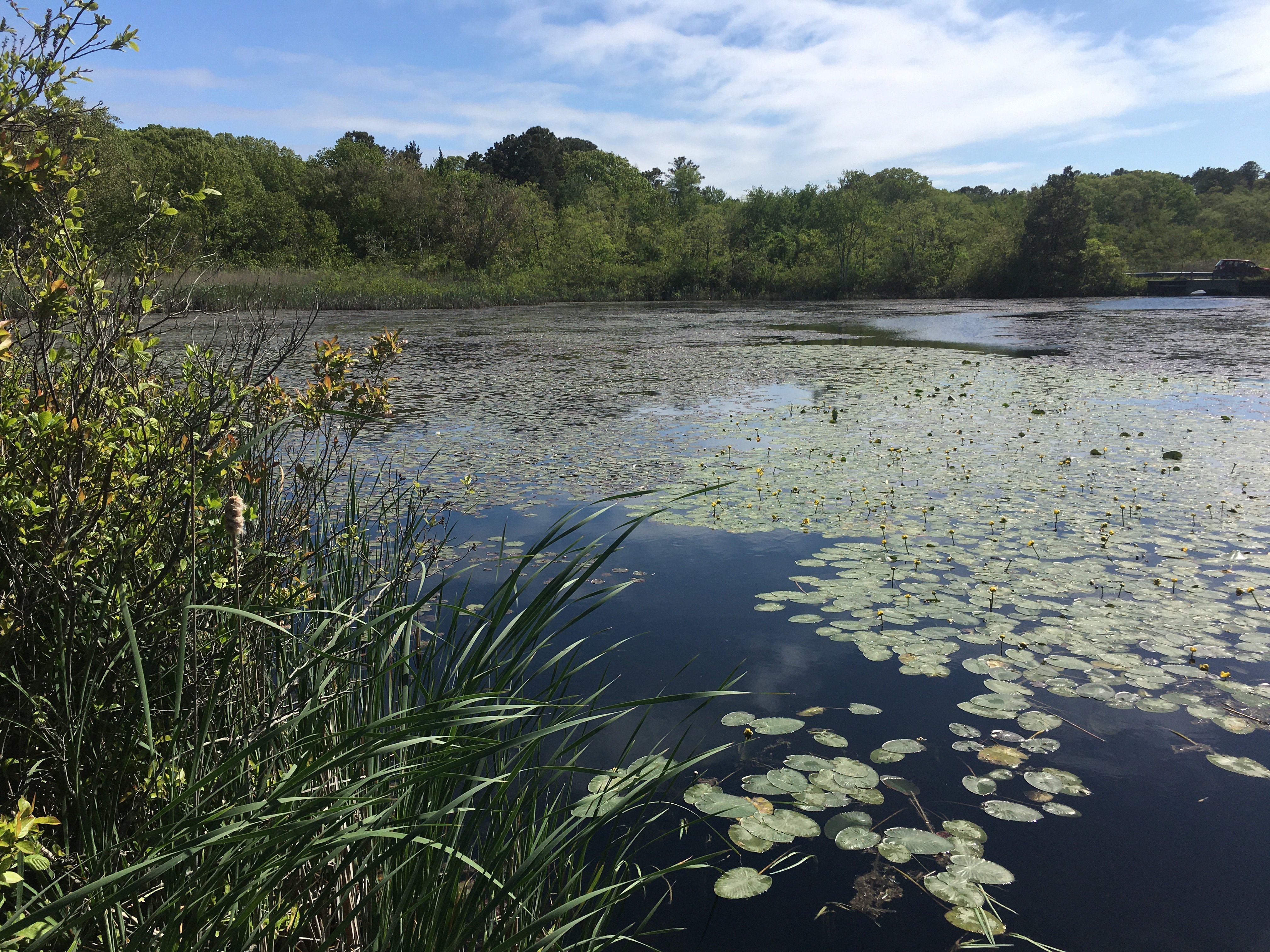 Edwin B. Forsythe National Wildlife Refuge (Oceanville) - All You Need ...