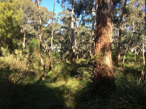 Natural Australian Bush