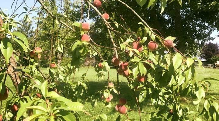 Arbre fruitier 