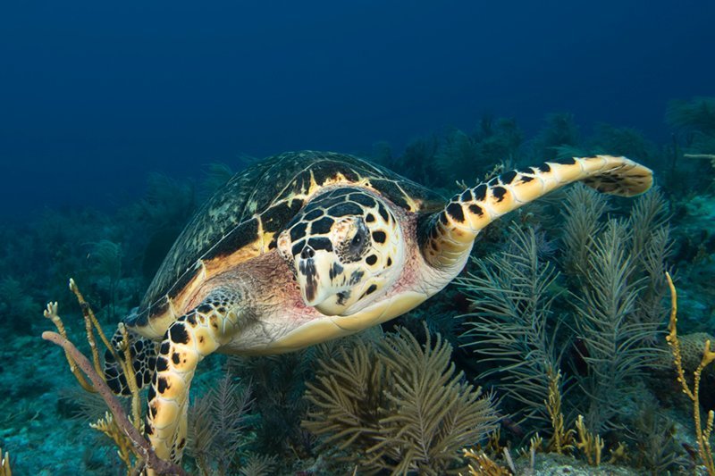 Sea Dwellers Dive Center of Key Largo - All You Need to Know BEFORE You ...