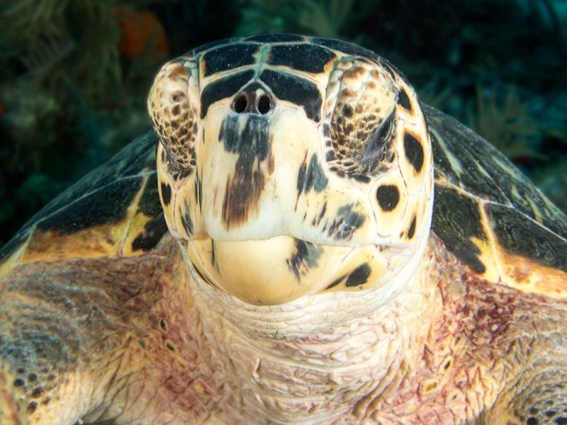 Sea Dwellers Dive Center of Key Largo - All You Need to Know BEFORE You ...