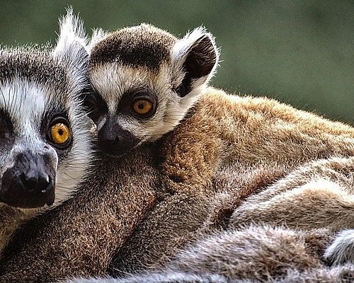 Madagascar Wildlife Holidays