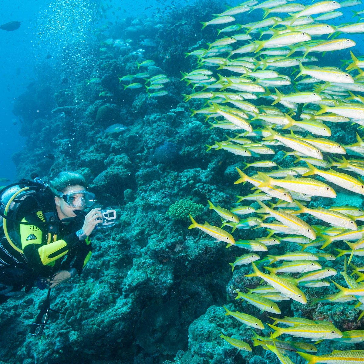 Cairns Best Digital Underwater Camera Hire - Calypso Reef ImageryCalypso  Reef Imagery