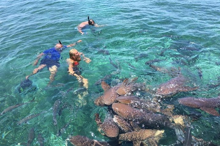 2024 Excursión De Esnórquel En La Reserva Marina De Hol Chan Y Shark ...