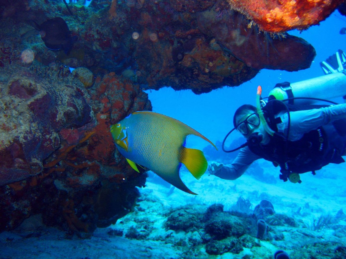 Diving Tours Caballito del Caribe (Cozumel) - All You Need to Know BEFORE  You Go