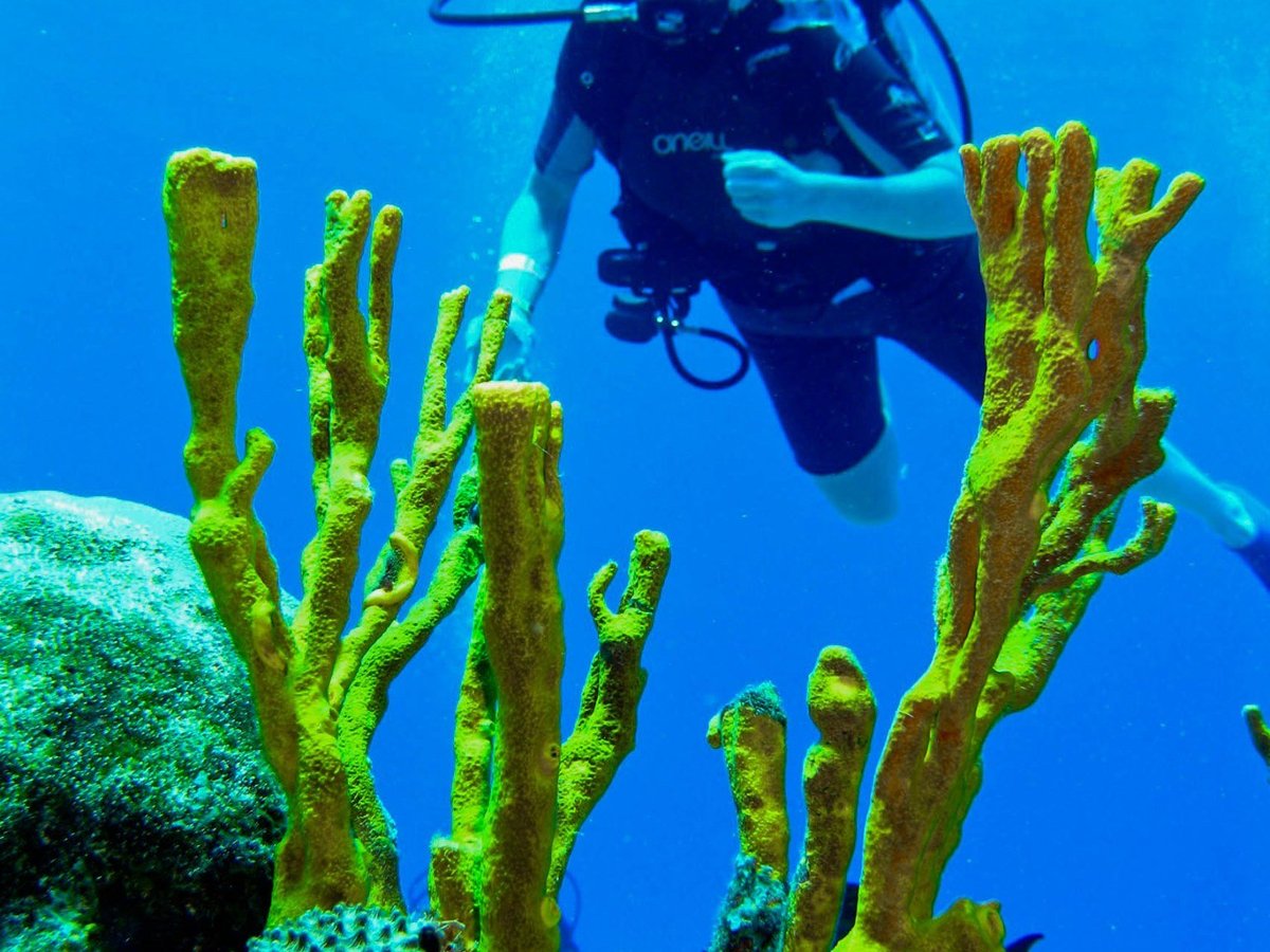 Diving Tours Caballito del Caribe (Cozumel) - All You Need to Know BEFORE  You Go