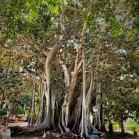 Giardino Garibaldi (Palermo) - All You Need to Know BEFORE You Go