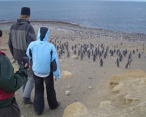 punta arenas free tour