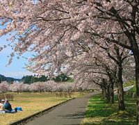 2020.5.3桜