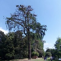 Gli alberi secolari con alla sommità molti nidi di uccelli migratori