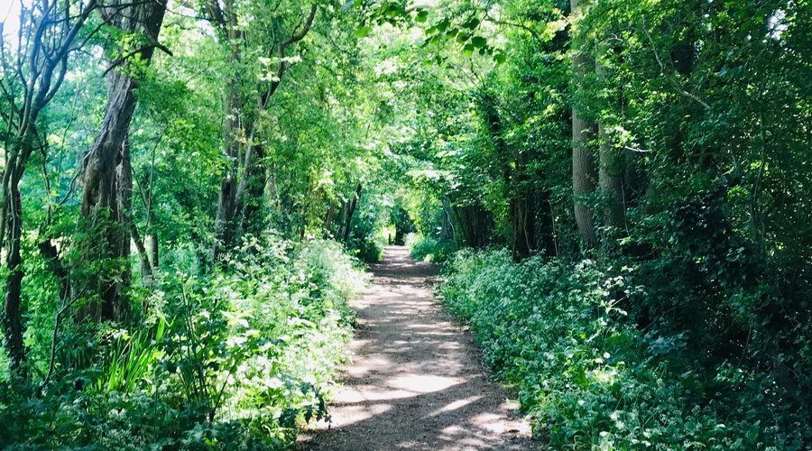 beautiful green areas