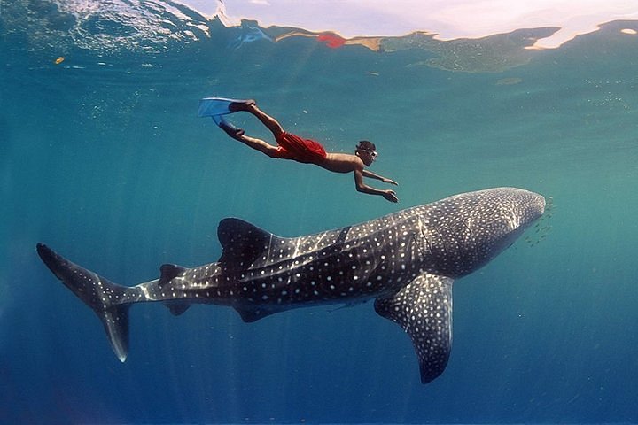 Saiba como é a experiência de nadar com tubarão nas Maldivas