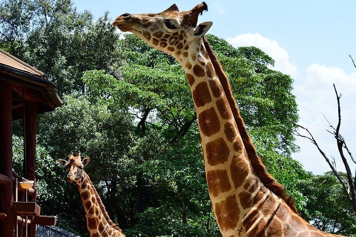 Giraffe Center Half Day Guided Tour From Nairobi Kenya   Caption 