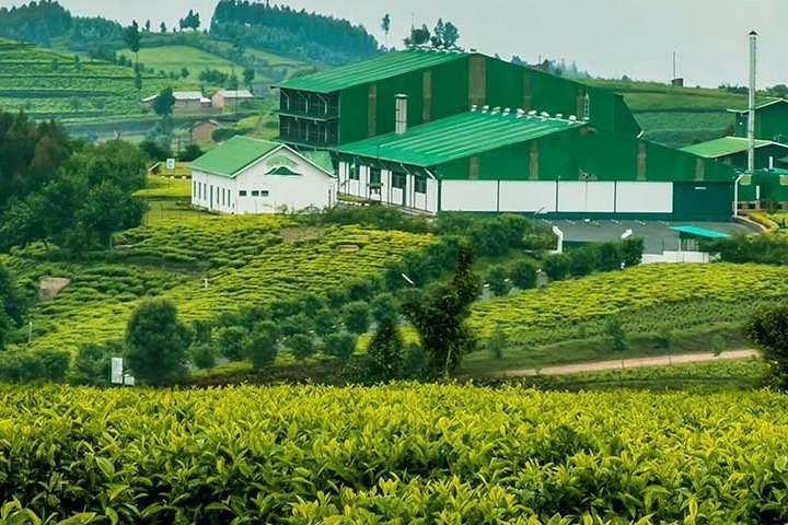 2024 Darjeeling Tea Garden Tour