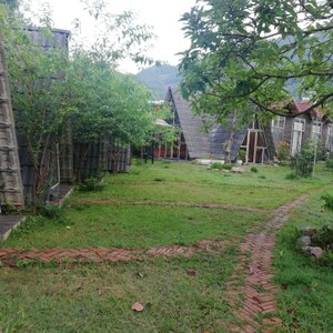 The garden