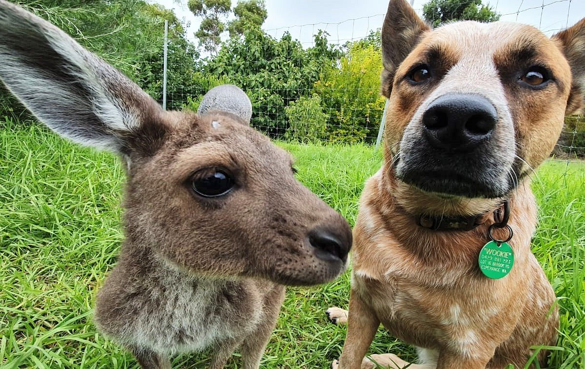 can you take dogs to lucky bay