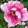 LouiseHurstel