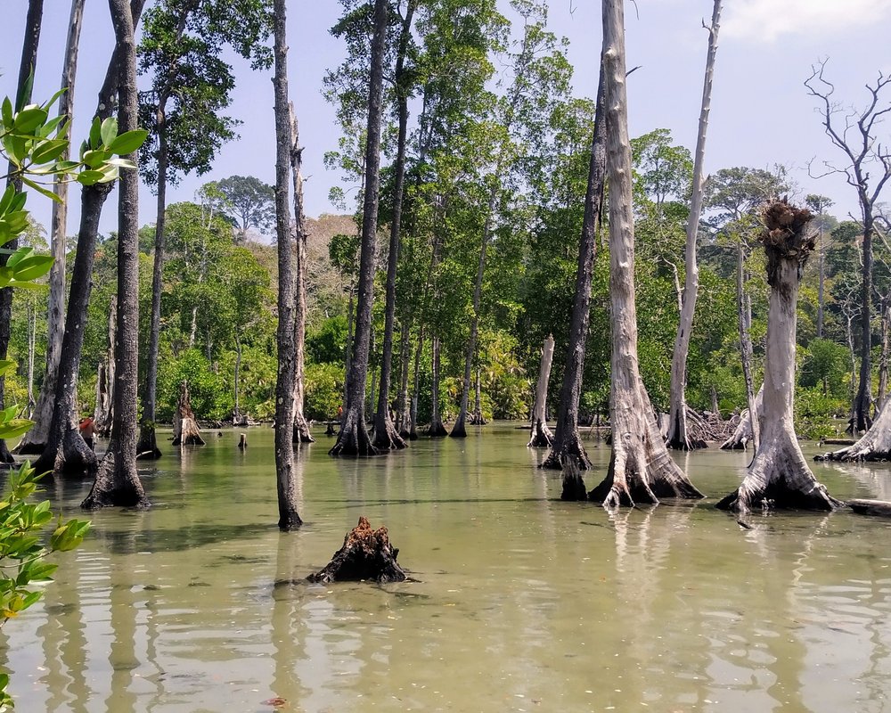 2022 O Que Fazer Em Ilha De Havelock Os 10 Melhores Pontos Turísticos Tripadvisor 5490