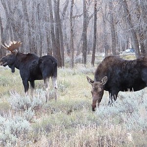 teton