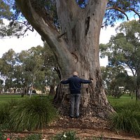 Large gums