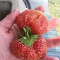 Another beautiful strawberry from the Jordan Station farm. Cant wait to pick again.