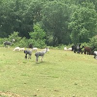 Domenica bellissima. Farm a conduzione famigliare la proprietaria ed il marito ci hanno preparato il pranzo con tutti prodotti a KM 0 fatti da loro antipasti e bis di primi, oltre alla bontà c’è stata un’immensa cortesia e gentilezza. Rapporto qualità prezzo ottimo. Ci hanno fatto fare il giro di tutta la struttura, presentandoci tutti gli animali che hanno. Consigliato sia con bambini che senza per un esperienza nella natura. Consigliata la prenotazione. Grazie per la bella giornata.
