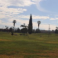 Palm trees