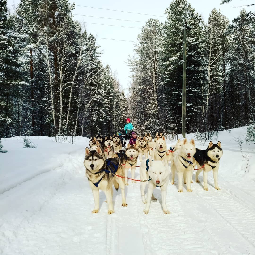 хаски парк омск