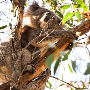 Koala in the middle of the campsite